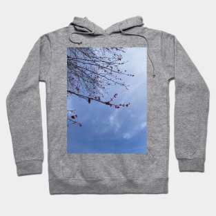 Red Maple Blossoms against a Blue Sky Hoodie